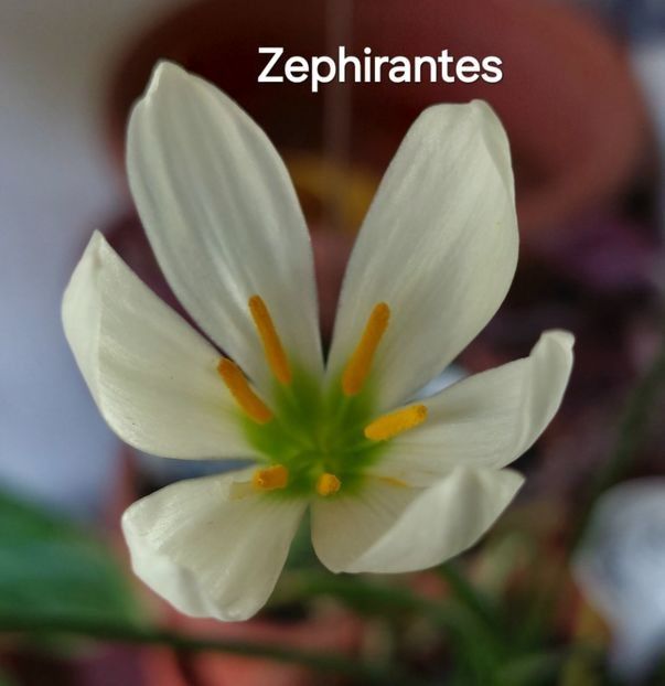  - 2025 - Zephirantes