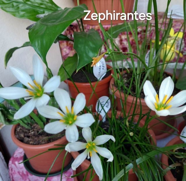  - 2025 - Zephirantes