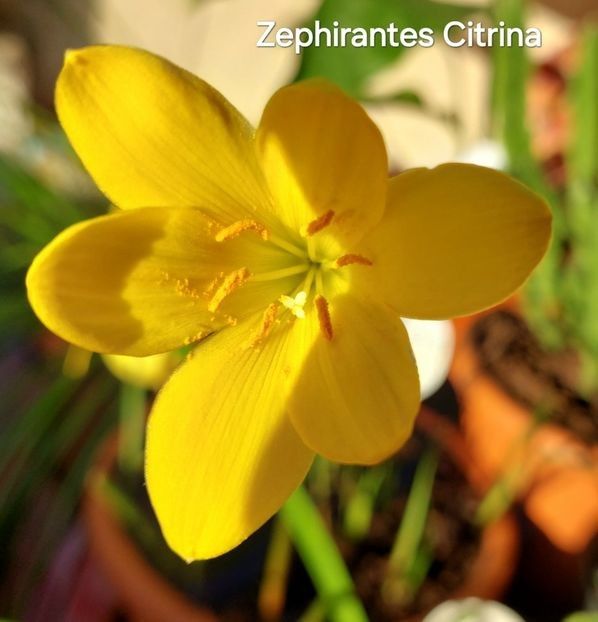  - 2025 - Zephirantes