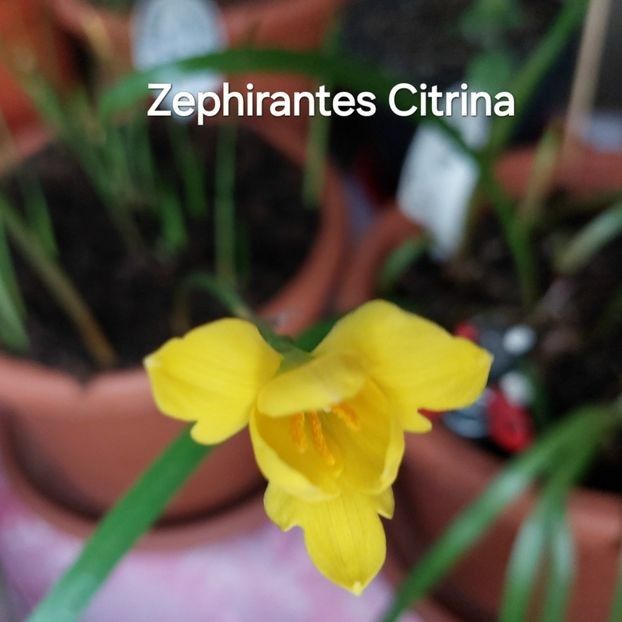  - 2025 - Zephirantes