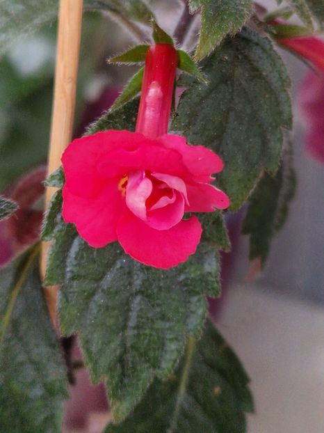 Stan's Delight - Achimenes 2025