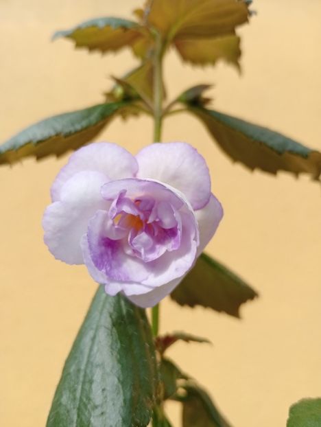 2025 - BriDs Cosmina