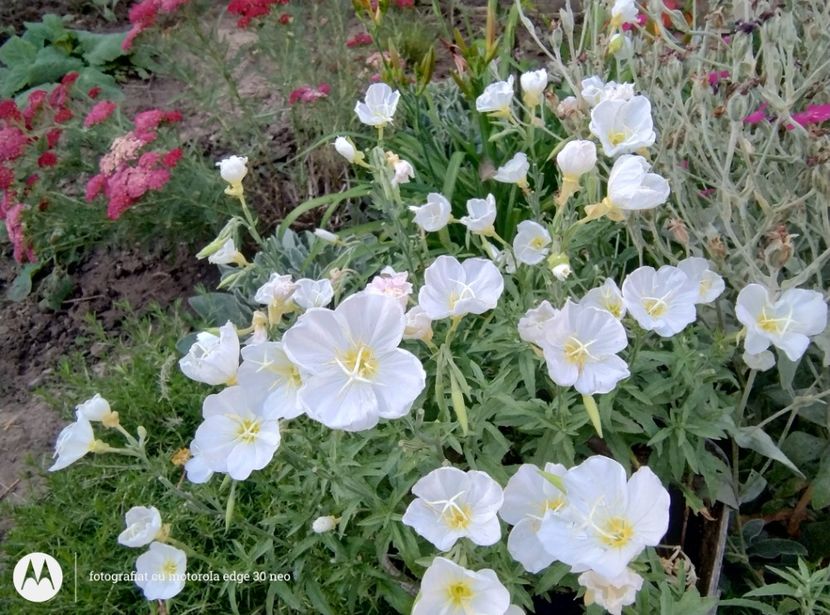  - Flori de gradină-2025