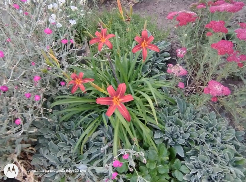  - Flori de gradină-2025