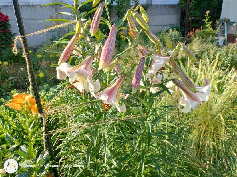  - Flori de gradină-2025