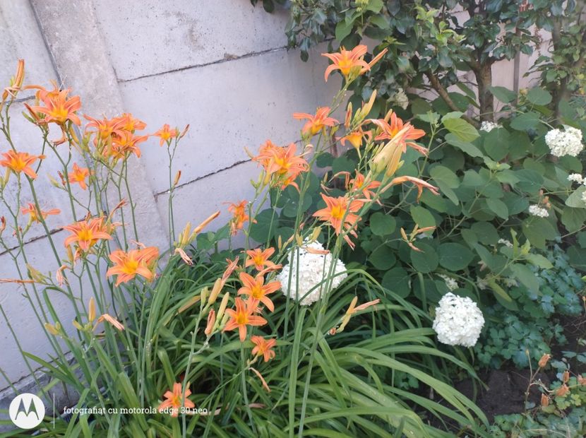  - Flori de gradină-2025