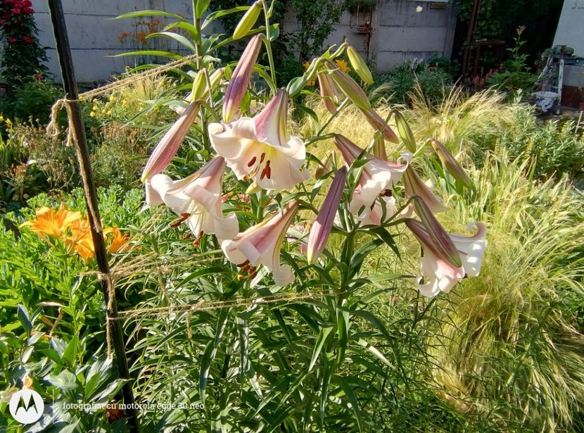  - Flori de gradină-2025