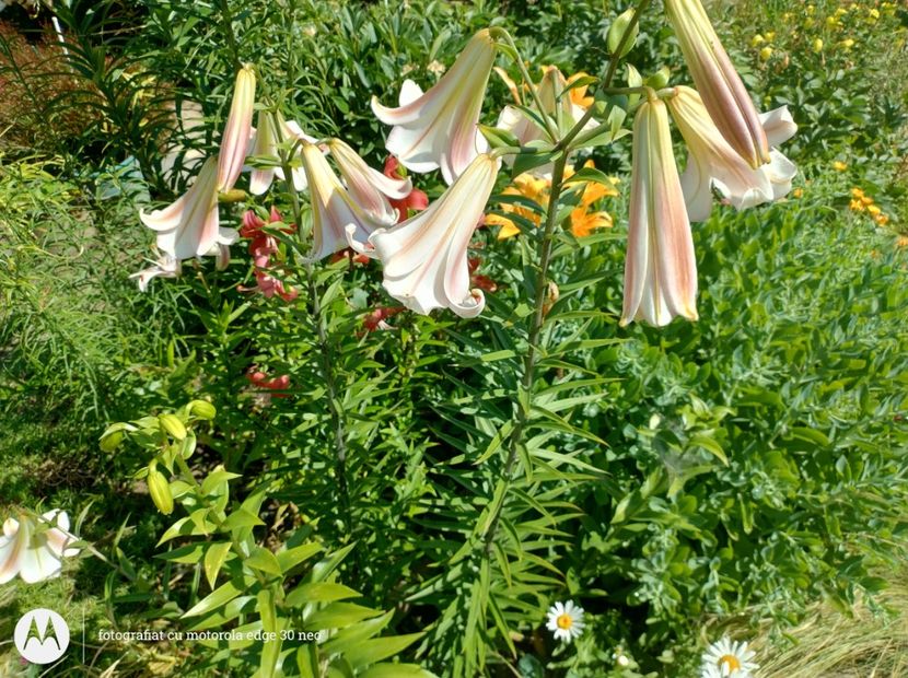  - Flori de gradină-2025