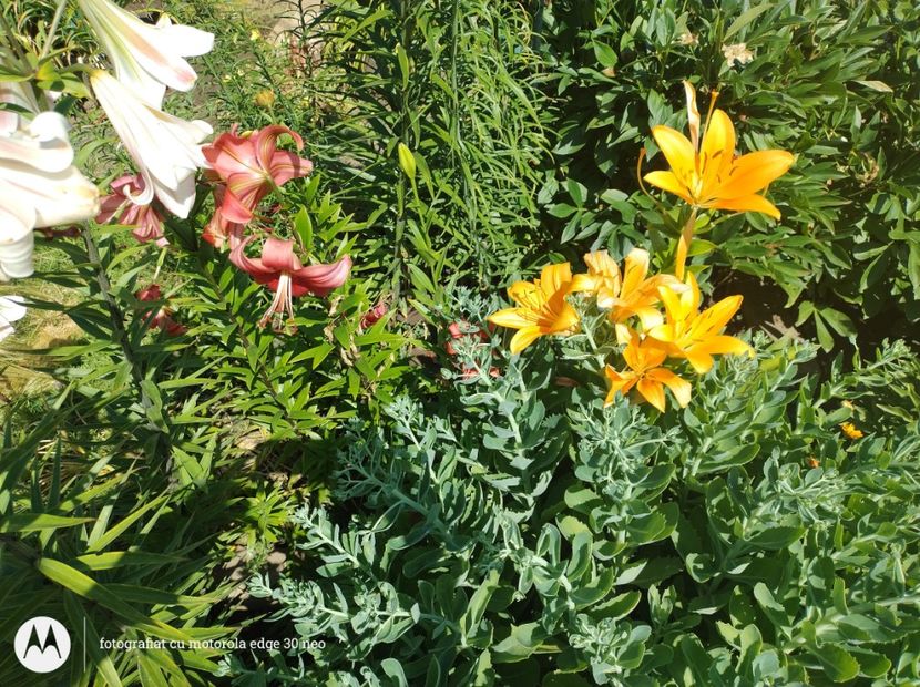  - Flori de gradină-2025