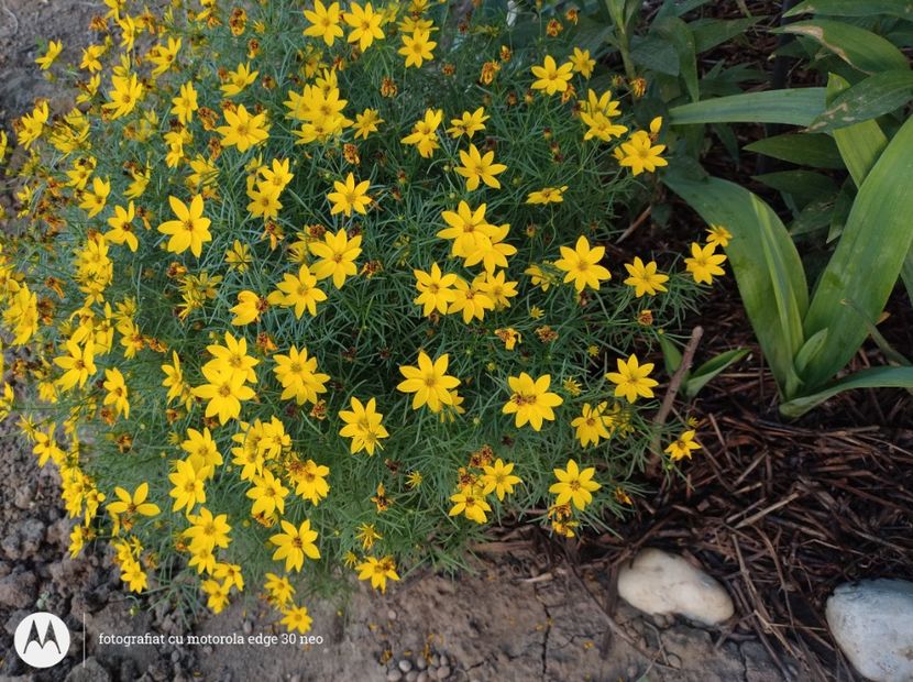  - Flori de gradină-2025