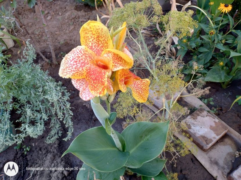  - Flori de gradină-2025