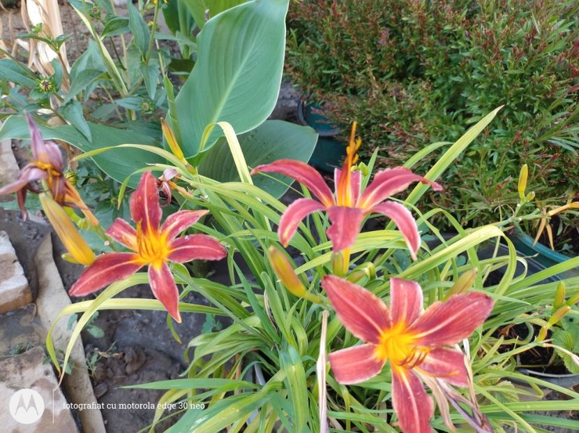  - Flori de gradină-2025