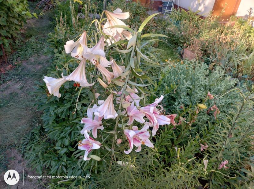 - Flori de gradină-2025