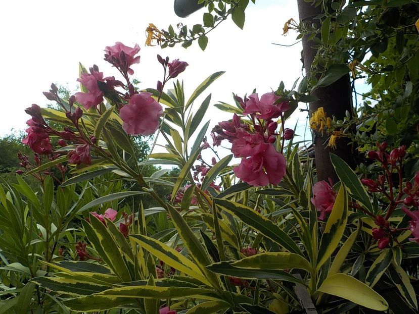  - variegat nr 24