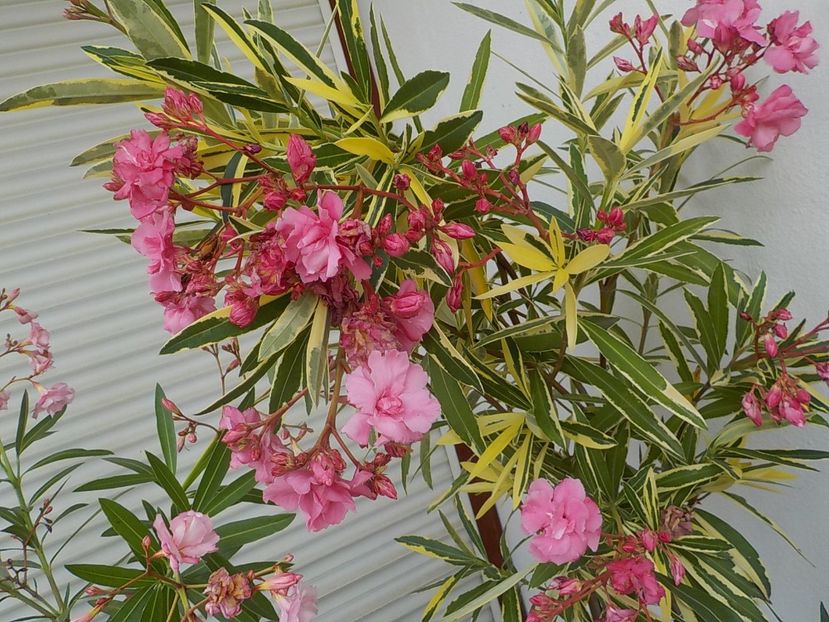 - variegat nr 24