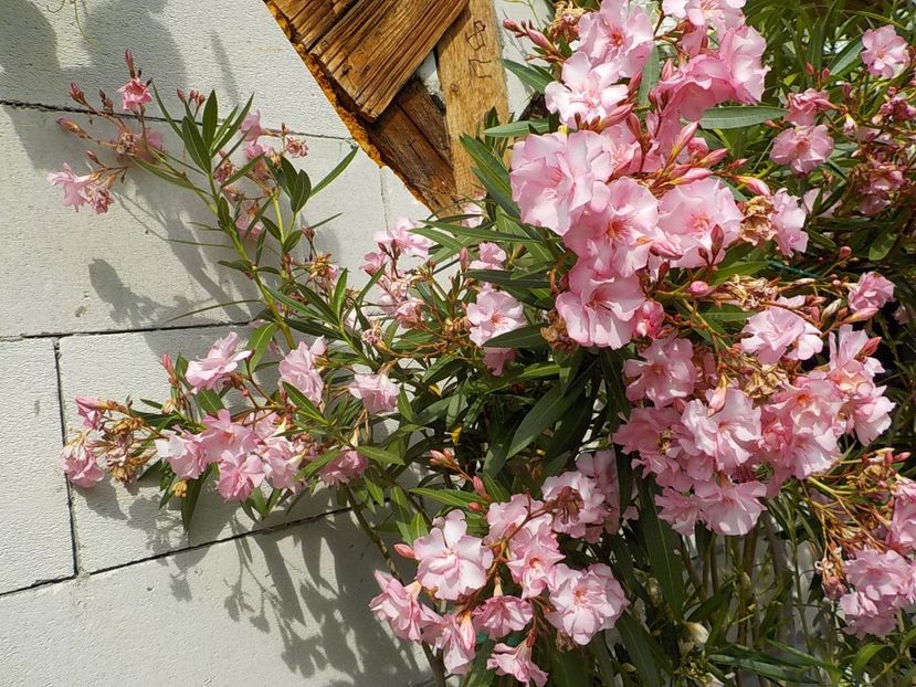  - madam hellena nr82