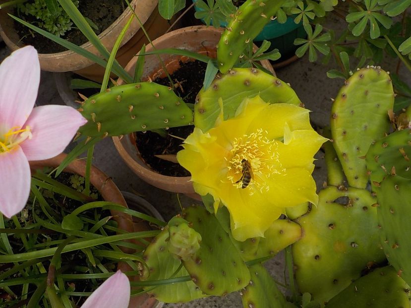  - opuntia compresa