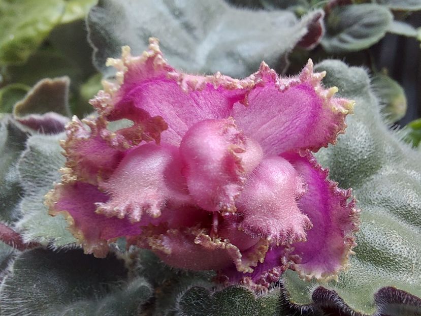  - Passio 6 ciufulita lenta