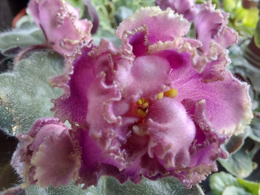  - Passio 6 ciufulita lenta