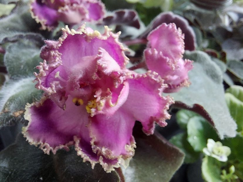  - Passio 6 ciufulita lenta