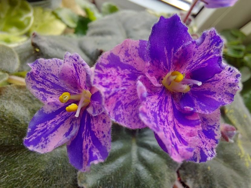  - Passio 7 Fantezie simpla