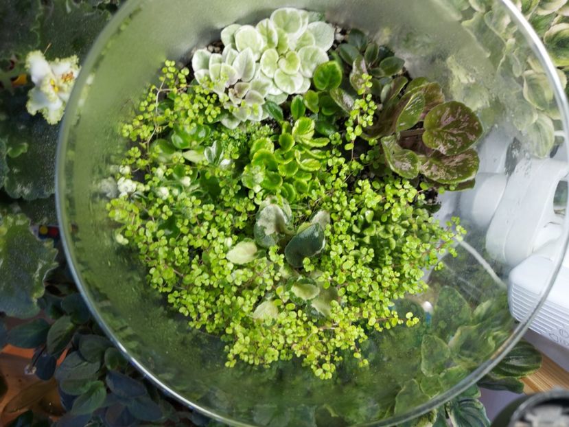  - Terrarium inchis