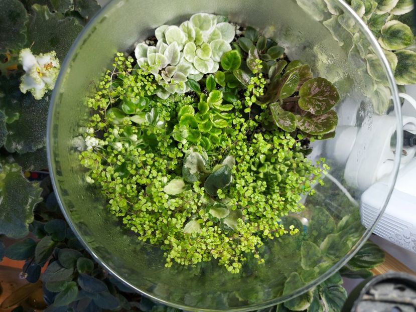  - Terrarium inchis