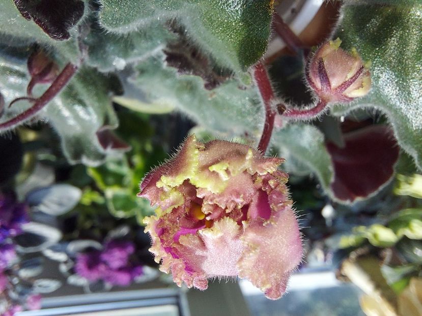  - Passio 6 ciufulita lenta