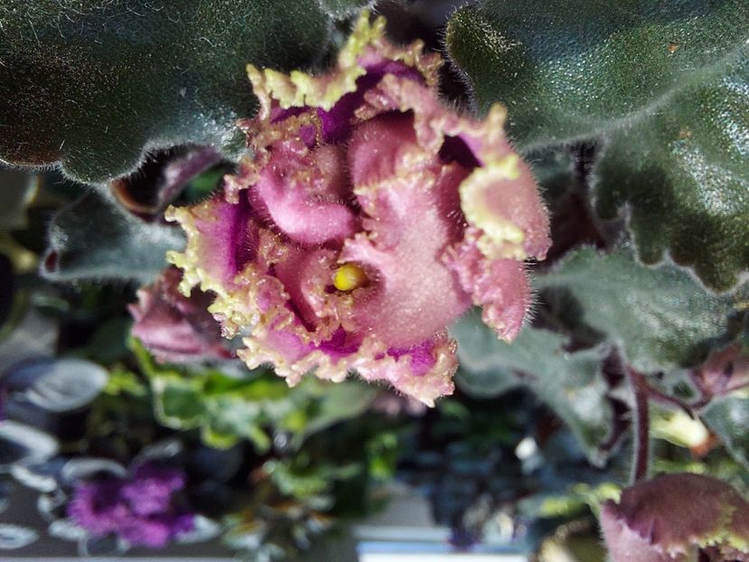  - Passio 6 ciufulita lenta