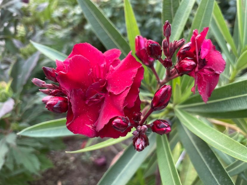  - 0006 - Leandri 2023-2024-2025