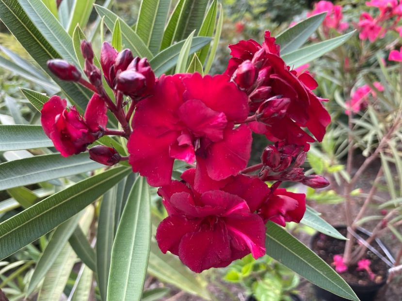  - 0006 - Leandri 2023-2024-2025