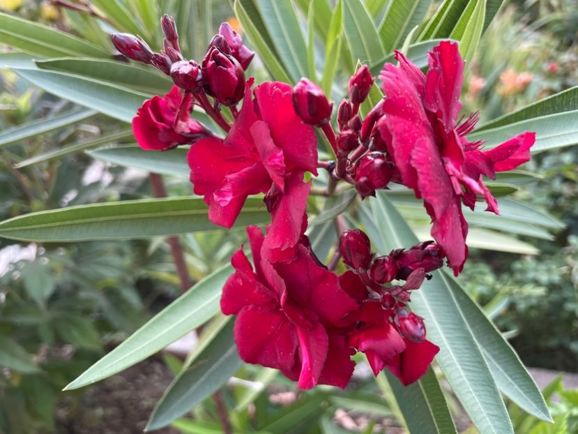  - 0006 - Leandri 2023-2024-2025