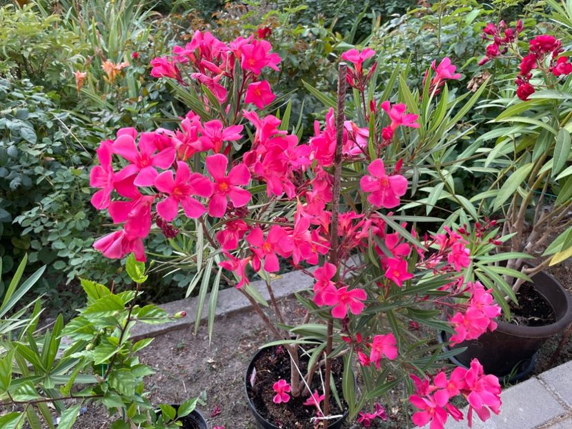  - 0006 - Leandri 2023-2024-2025