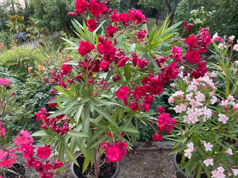  - 0006 - Leandri 2023-2024-2025