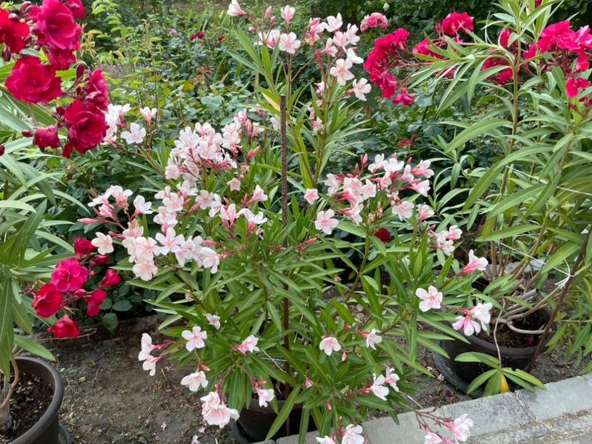  - 0006 - Leandri 2023-2024-2025