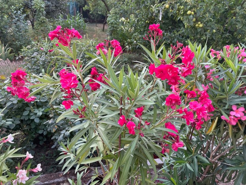  - 0006 - Leandri 2023-2024-2025