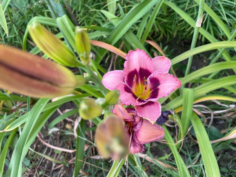  - 0009 Hemerocalisi 2023 - 2024 -2025