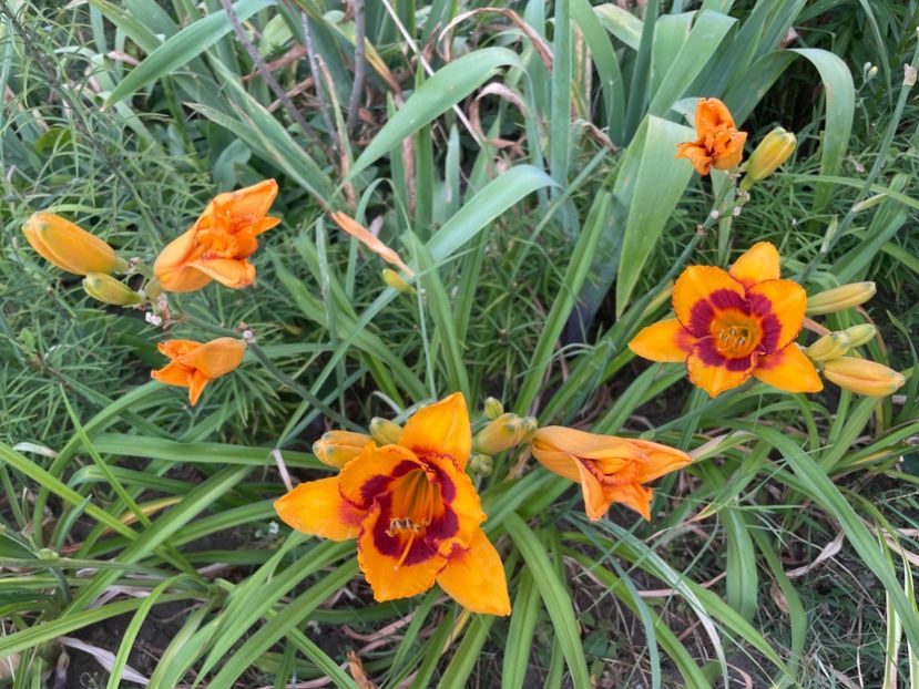  - 0009 Hemerocalisi 2023 - 2024 -2025