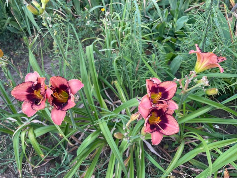  - 0009 Hemerocalisi 2023 - 2024 -2025