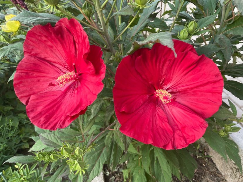  - 0005 - Gradina - 2025