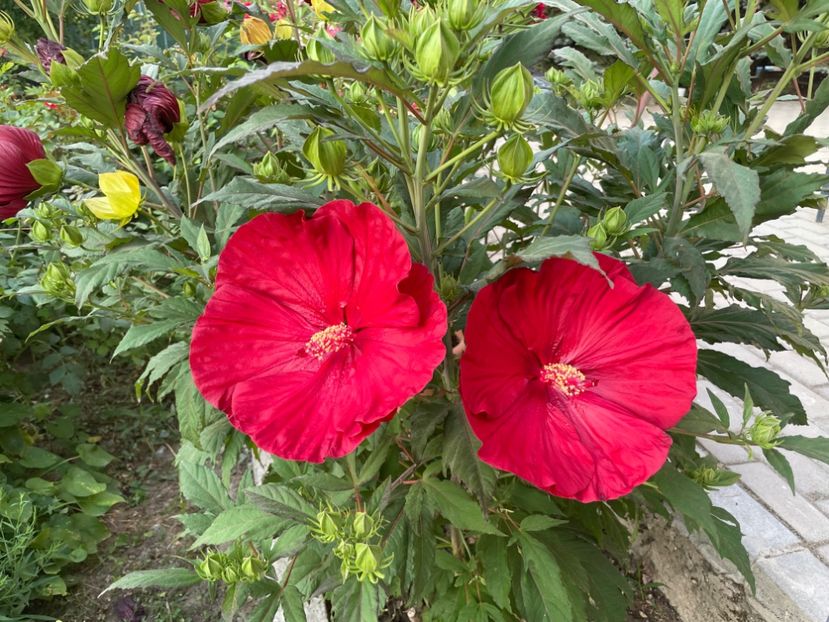  - 0005 - Gradina - 2025