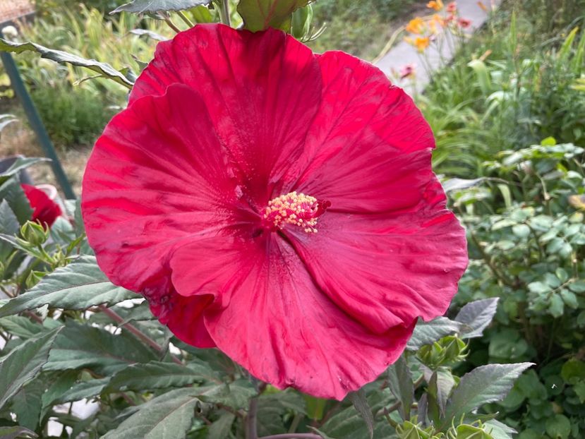  - 0005 - Gradina - 2025