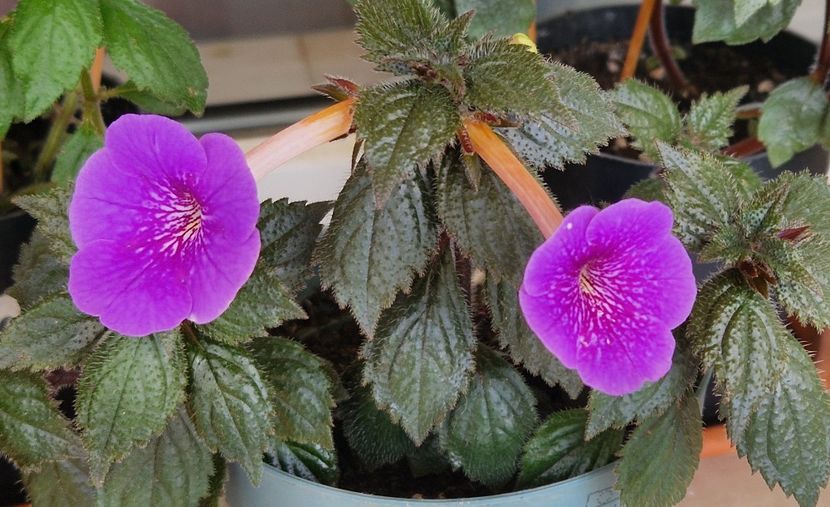  - Serge s Revelation p