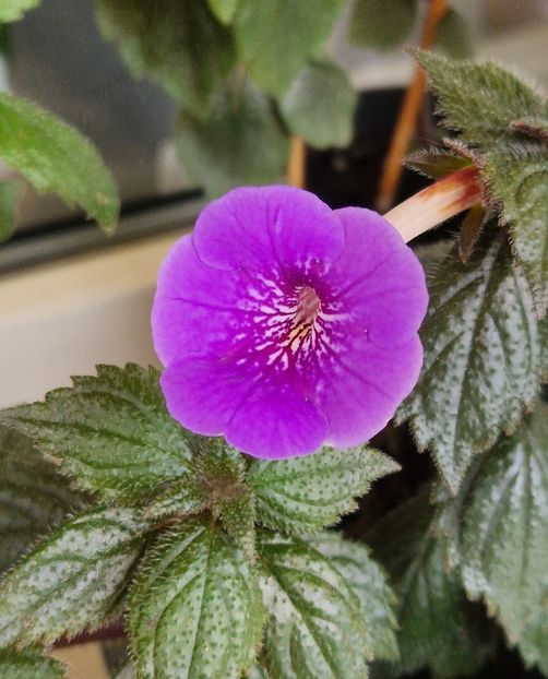 2025 - Serge s Revelation p