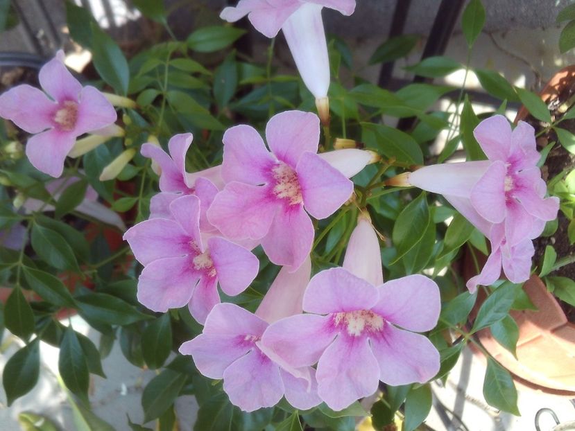 Pandorea jasninoides - 2025