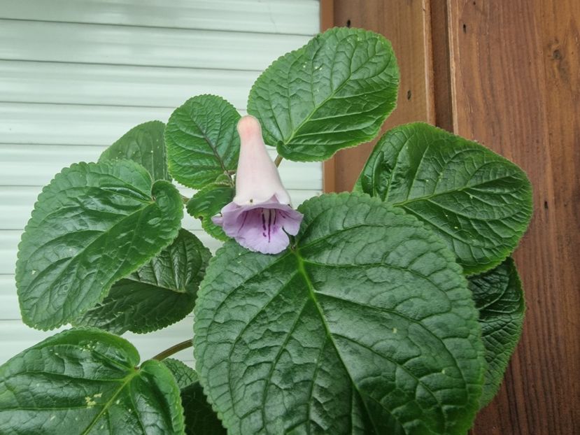 16.07. 2025 - Sinningia MGs Fancy Dress