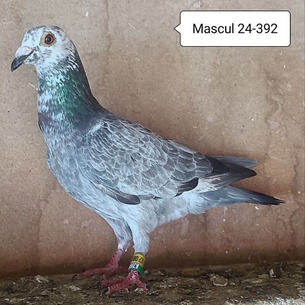 Mascul 24-392 - Porumbei vanduti