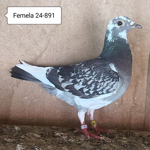 Femela 24-891 - Porumbei vanduti