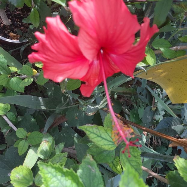 16.07.2025 - HIBISCUSI 2025-3