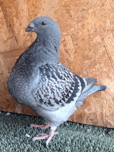 IMG20250713193200 - TINERET AGH 2025